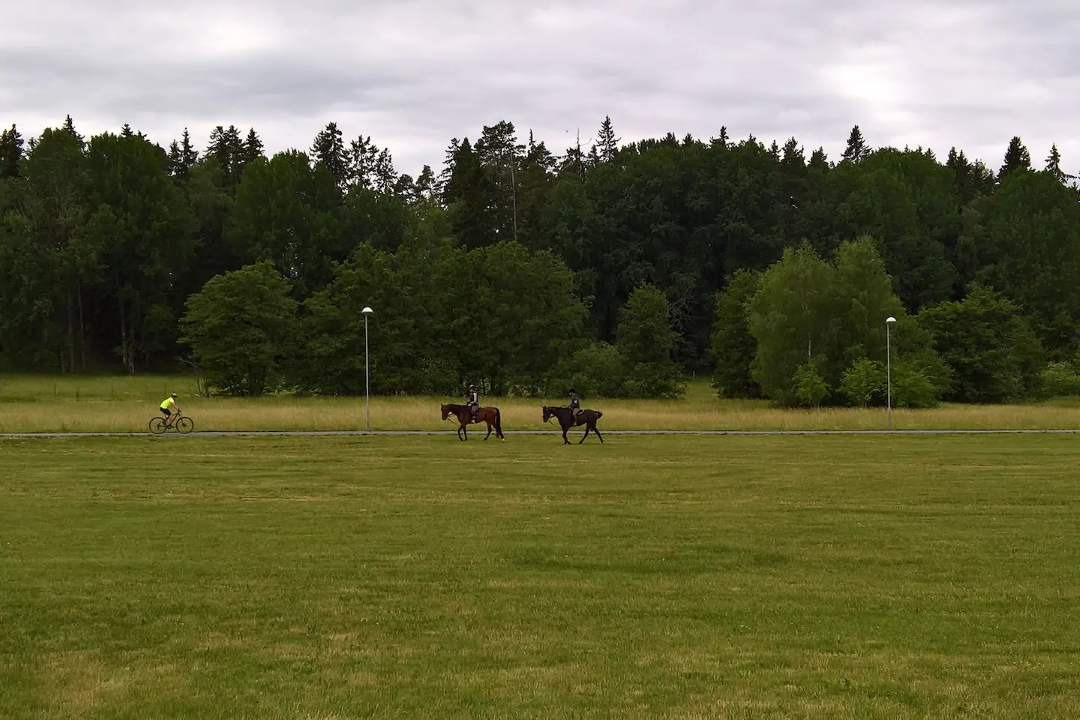 Green field view from the house — horses and Swedish nature